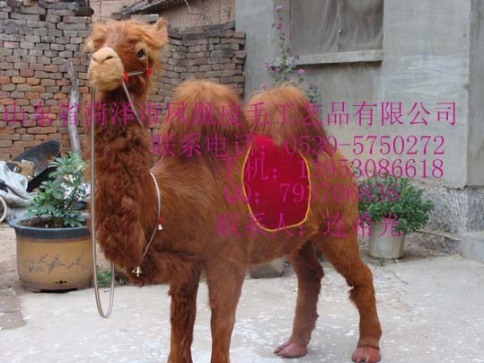供应专业制作仿真骆驼照相骆驼75图